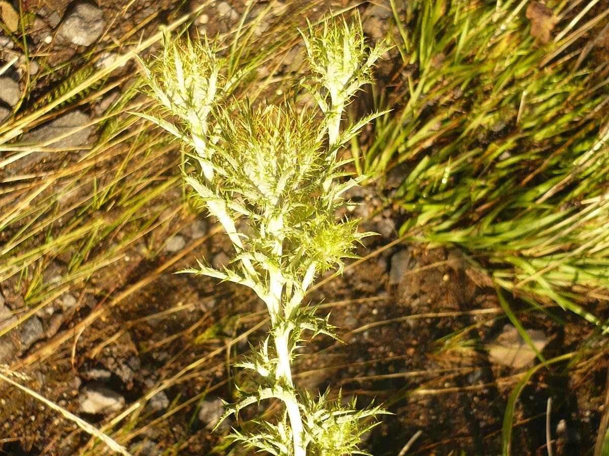 Carlina vulgaris (Asteraceae)
